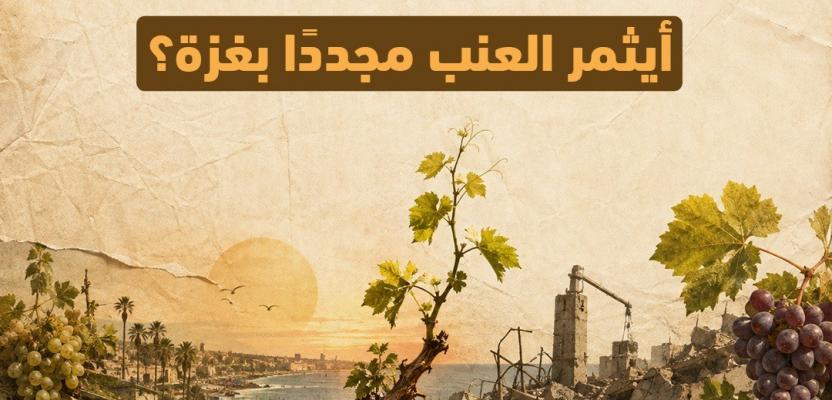 في آب اللهاب.. أيثمر العنب مجددًا في غزة؟