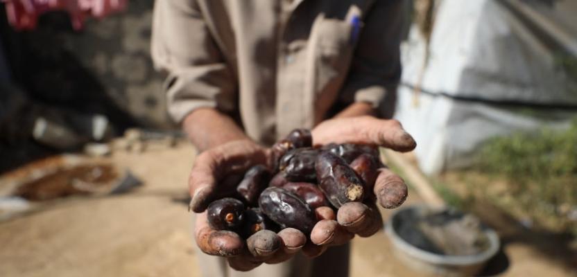 حصاد ثمار البلح من أشجار النخيل خلال موسم جني التمور في دير البلح وسط قطاع غزة