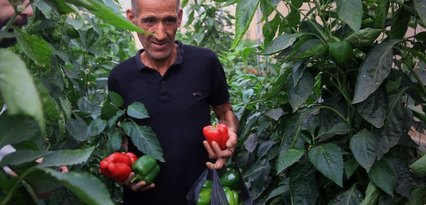 الزراعة في الأغوار الشمالية.. آمال وتحديات