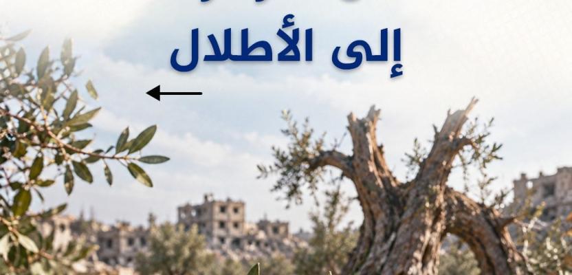 قصة مصورة| موسم زيتون غزة من الوفرة إلى الأطلال