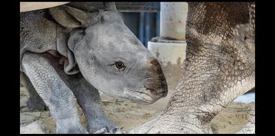 sfl-rhino-born-zoo-gallery-20190424-001_0.jpg