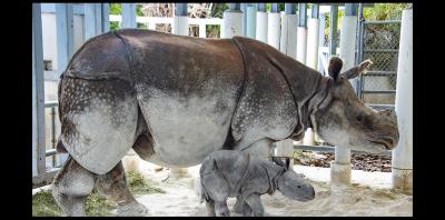 sfl-rhino-born-zoo-gallery-20190424-003.jpg