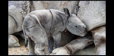 sfl-rhino-born-zoo-gallery-20190424-006.jpg