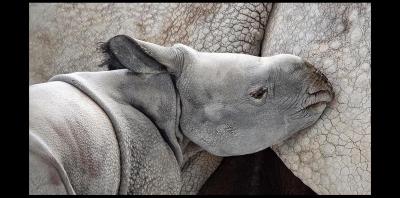 sfl-rhino-born-zoo-gallery-20190424-002.jpg