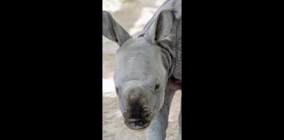 sfl-rhino-born-zoo-gallery-20190424-004.jpg