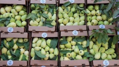 Guava.jpg