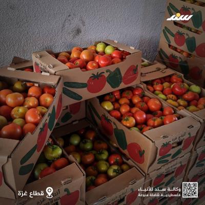 بندورة.jpg