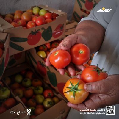 خضراوات.jpg