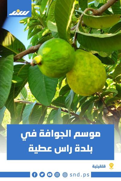 جوافة.jpg