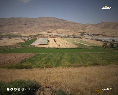 محاصيل نابلس6.jpg