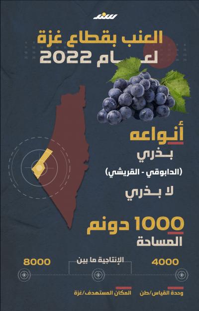 العنب في غزة