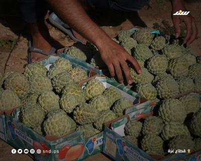 القشطة بغزة3.jpg