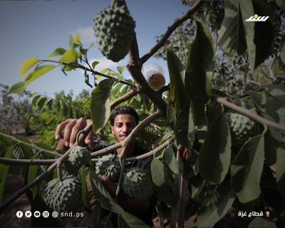 القشطة بغزة 8.jpg