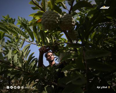 القشطة بغزة 7.jpg