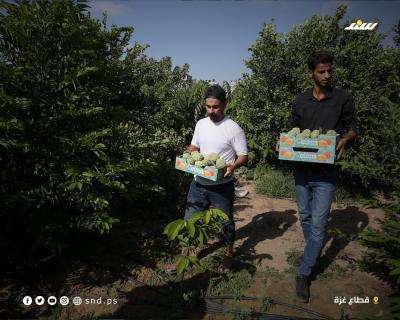 القشطة بغزة 6.jpg