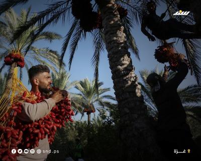 بلح 2.jpg