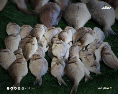 السمك بقطاع غزة.jpg