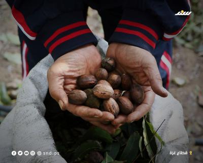 ‏‏عي الجمل 1 - نسخة.jpg