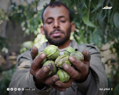 عين الجمل 2.jpg