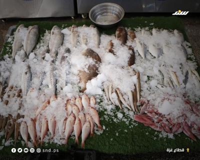 السمك في مدينة غزة.jpg