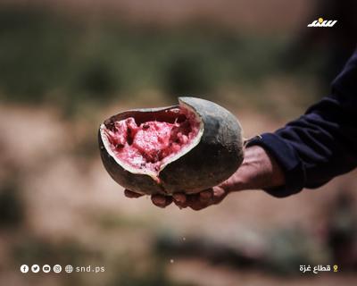 بطيخ 7.jpg