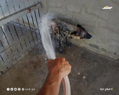 ارتفاع الحرارة 4.jpg