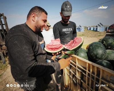 741البطيخ.jpg