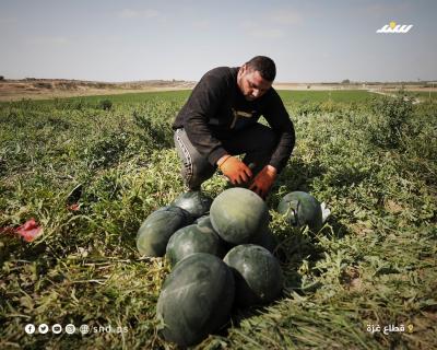 البطيخ 789.jpg