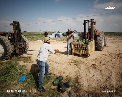 البطيخ 96.jpg