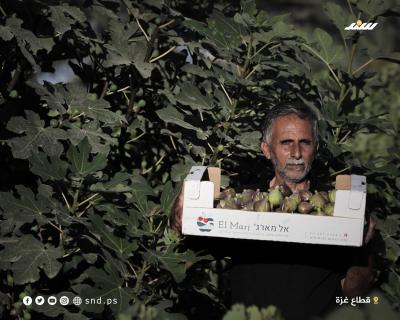 تين 1.jpg