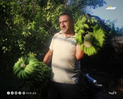 موز أريحا (8).jpg