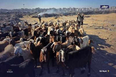 مكبات النفايات بديلاً عن المراعي.. رعاة الأغنام في غزة يكافحون من أجل إنقاذ ماشيتهم1.jpg