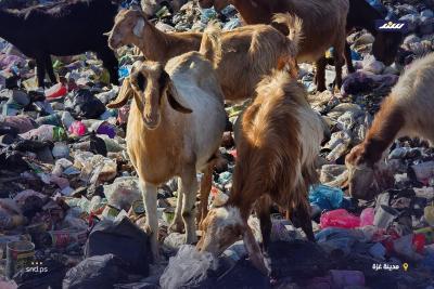 مكبات النفايات بديلاً عن المراعي.. رعاة الأغنام في غزة يكافحون من أجل إنقاذ ماشيتهم3.jpg