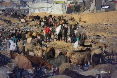 مكبات النفايات بديلاً عن المراعي.. رعاة الأغنام في غزة يكافحون من أجل إنقاذ ماشيتهم4.jpg