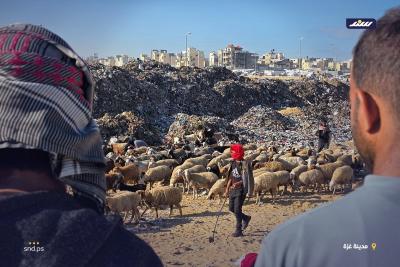 مكبات النفايات بديلاً عن المراعي.. رعاة الأغنام في غزة يكافحون من أجل إنقاذ ماشيتهم2.jpg
