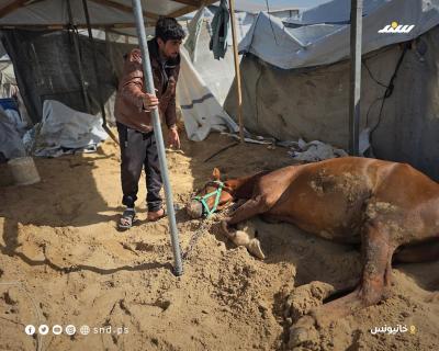 الدمار الذي لحق بخيام النازحين جراء القصف الإسرائيلي على منطقة المواصي غرب خانيونس5.jpg