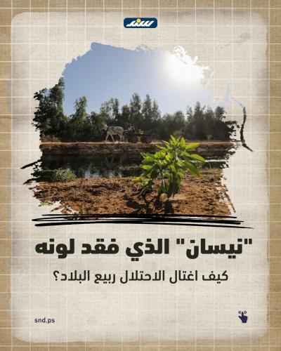الربيع بالضفة (1).jpeg