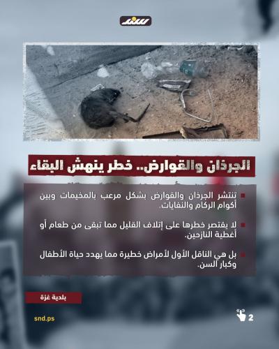 قصة مصورة- القوارض في غزة  (4).jpeg