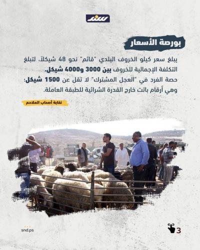 الأضحية في الضفة  (4).jpg