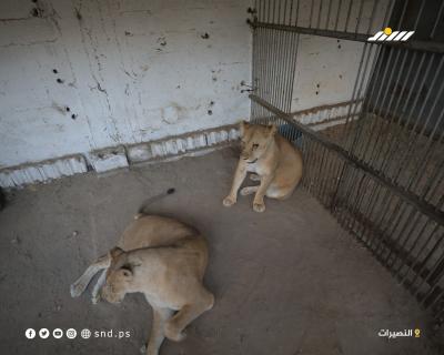 مشاهد من حديقة حيوانات في مخيم النصيرات وسط قطاع غزة6.jpg