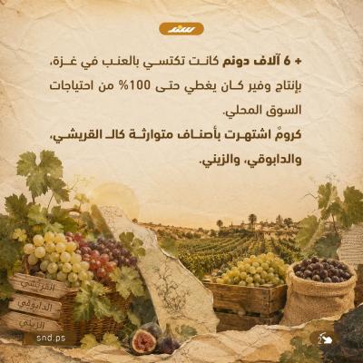 أيثمر العنب مجددًا في غزة2.jpg