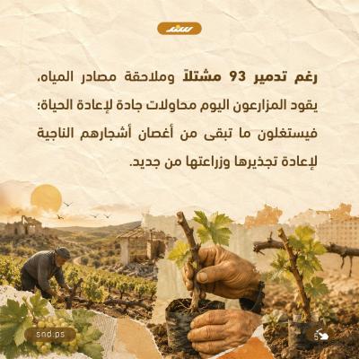 أيثمر العنب مجددًا في غزة5.jpg