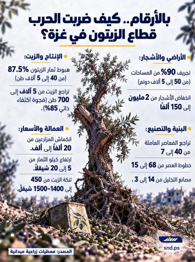 كيف ضربت الحرب قطاع الزيتون بغزة؟
