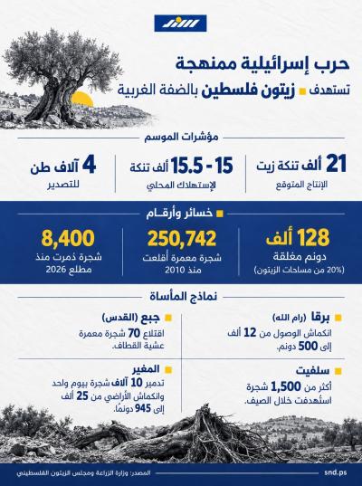 حرب إسرائيلية ممنهحة تستهدف زيتون الضفة