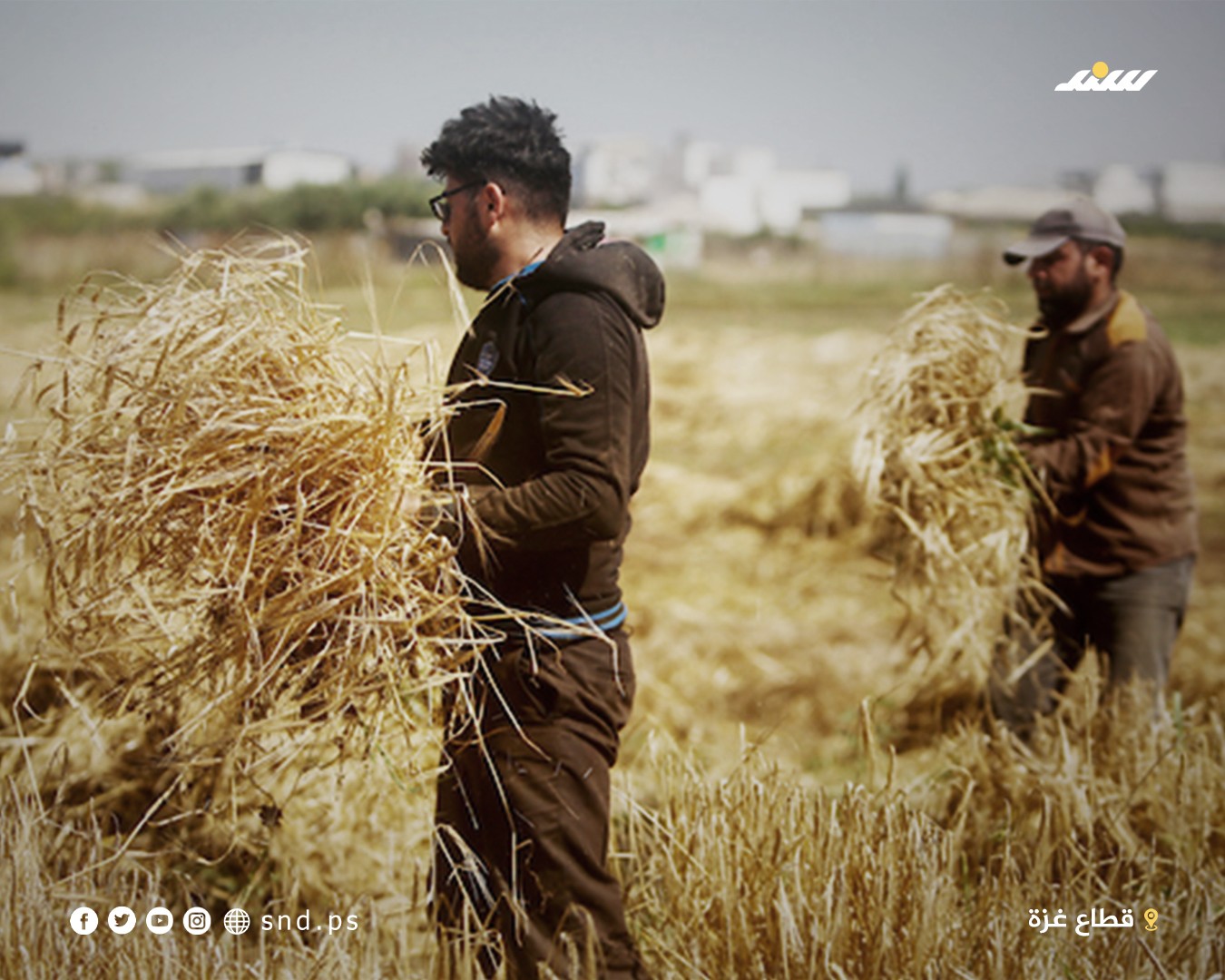 القمح في غزة 2.jpg