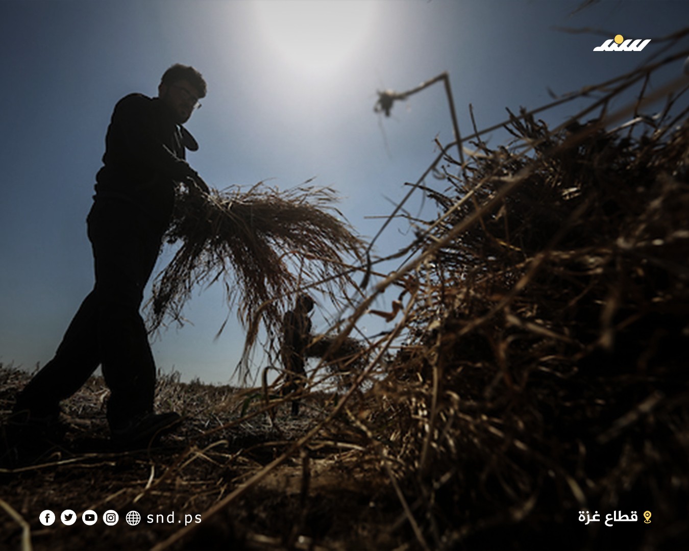 موسم الشعير في غزة.jpg