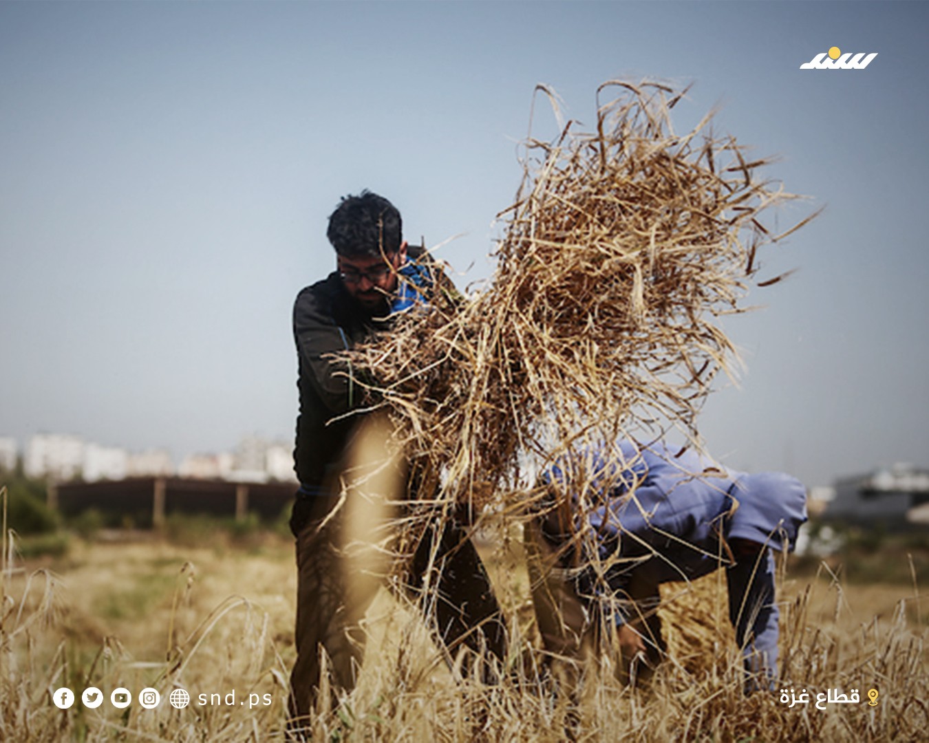 القمح في غزة.jpg