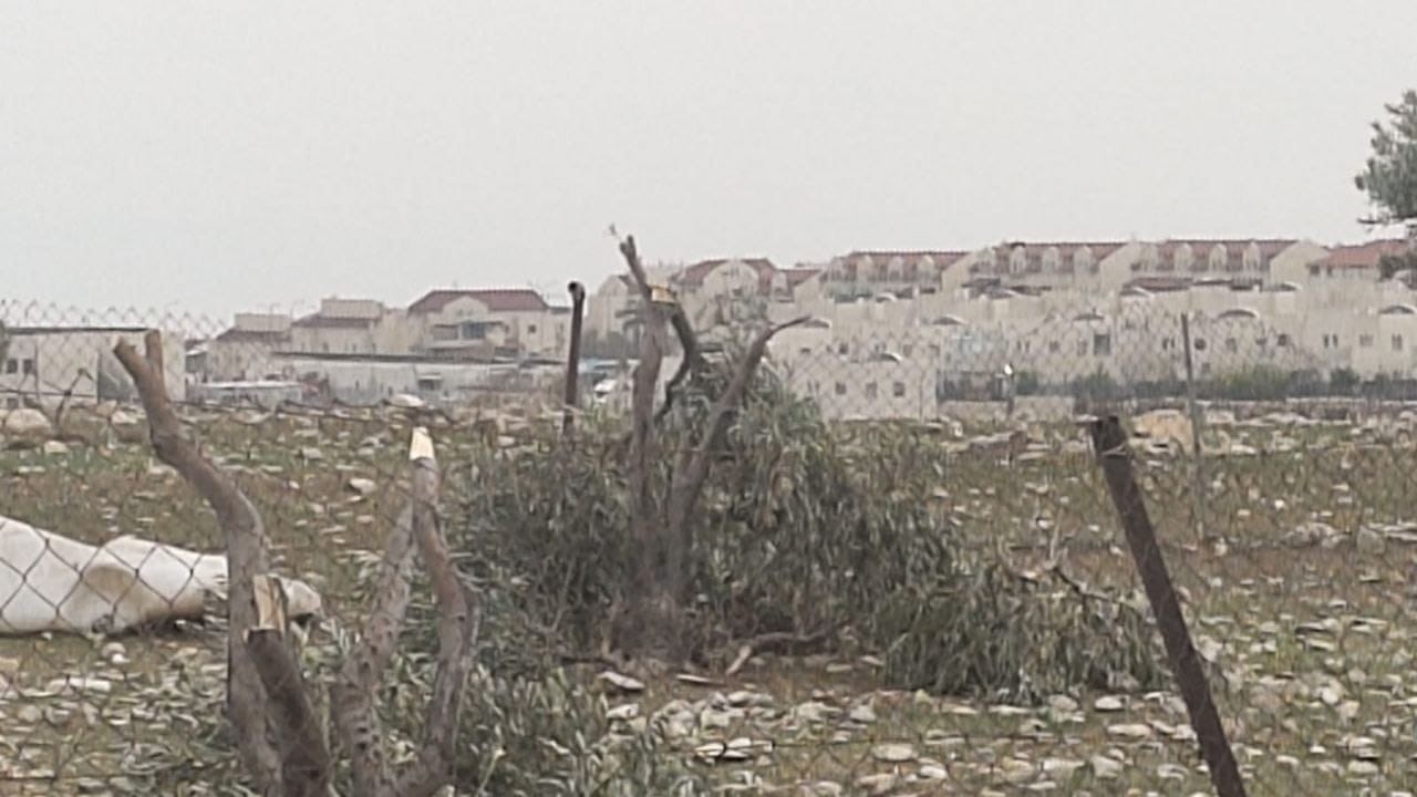 IMG-20250226-WA0223.jpg