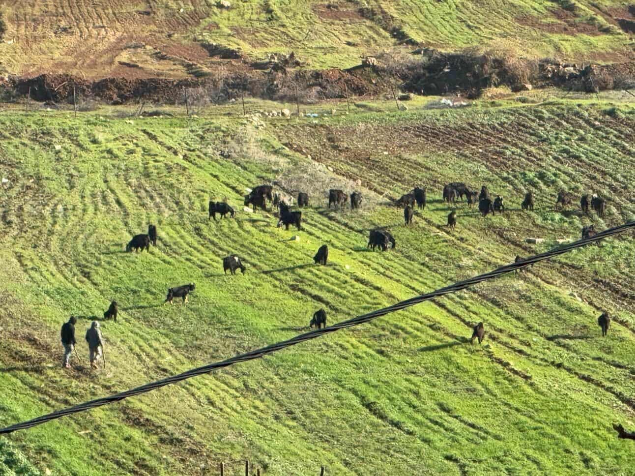 استيطان رعوي.jpg