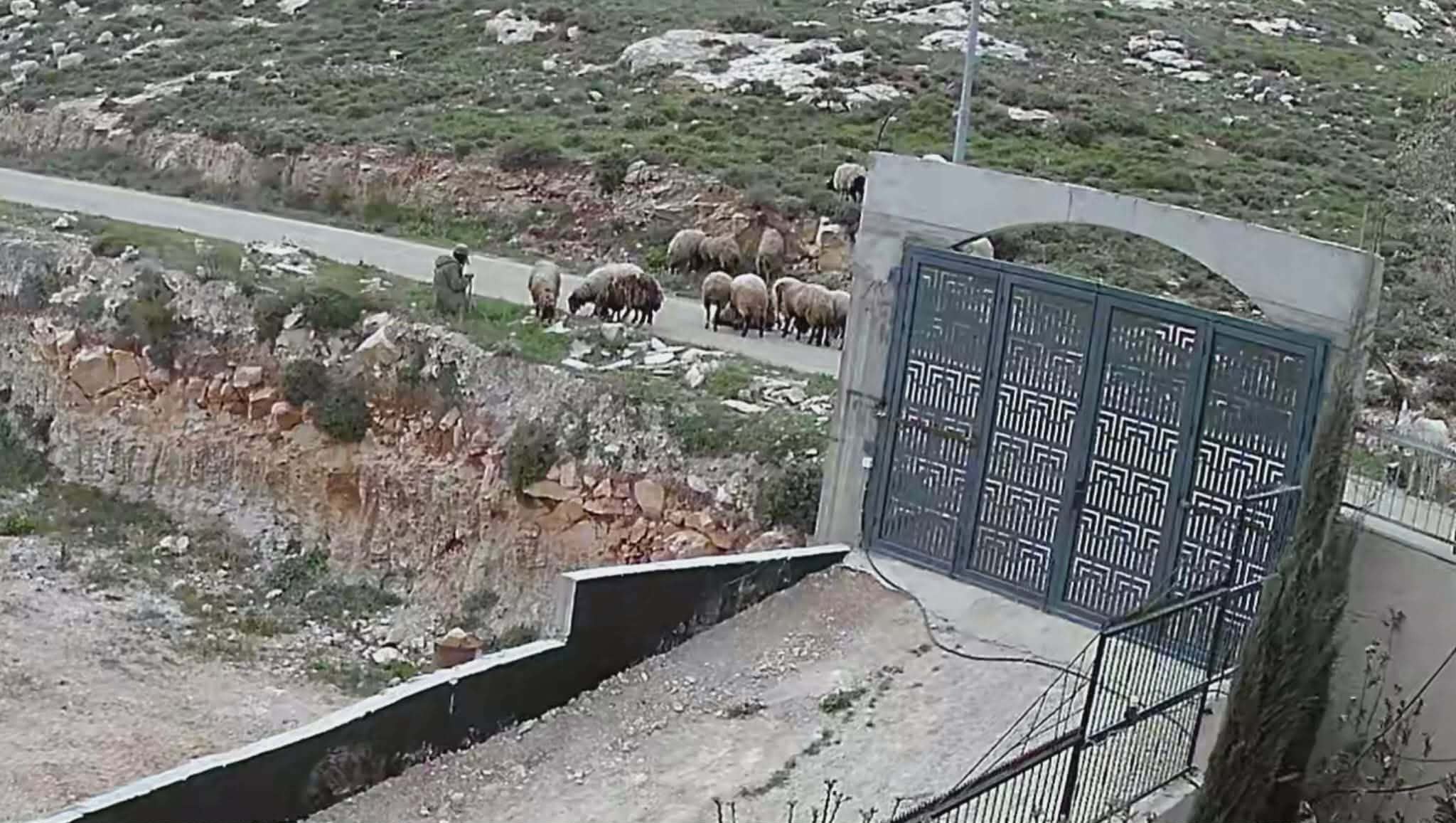 اعتداء مستوطنين في بيت امرين (8).jpg